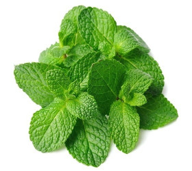Tigari de foi Senator Midi Viridis Mint 4