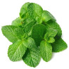 Tigari de foi Senator Midi Viridis Mint 4